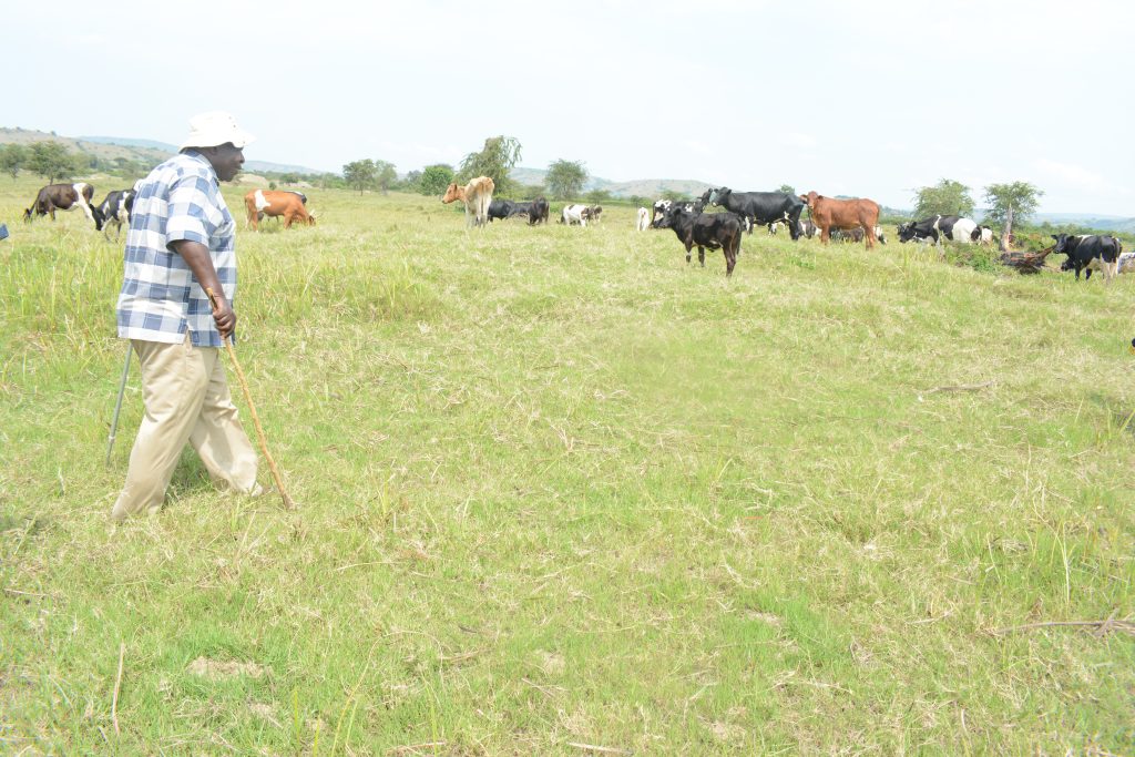 Mbagaya Inspecting his cows