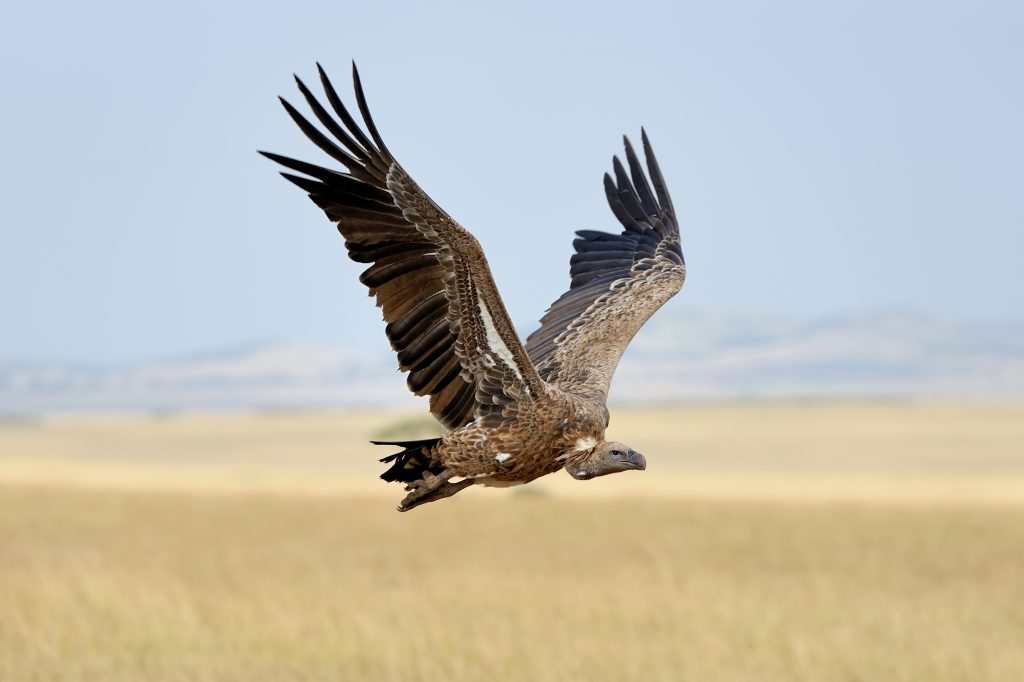 Vulture scavenging open land for carrion in Masai Mara Park Kenya 1