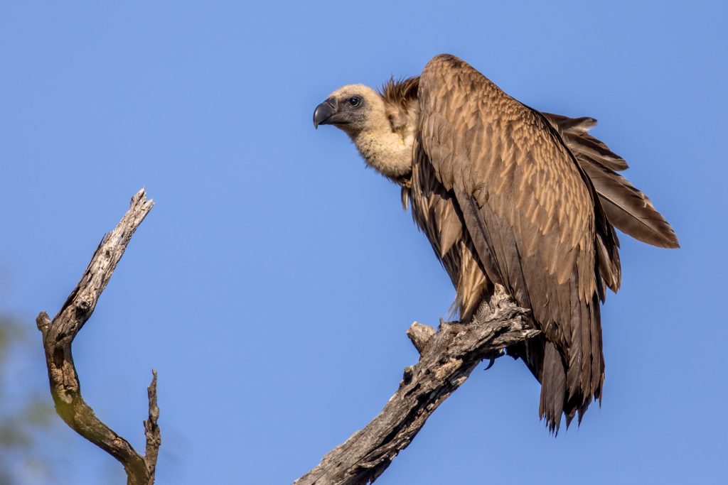 White backed vulture in a tree in Masai Mara National Park Kenya. 1