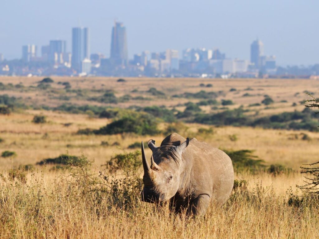Rhino grazing at Nairobi National Park within the capital city 1