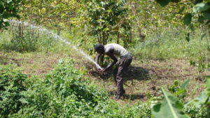 Irrigation in Mt Elgon