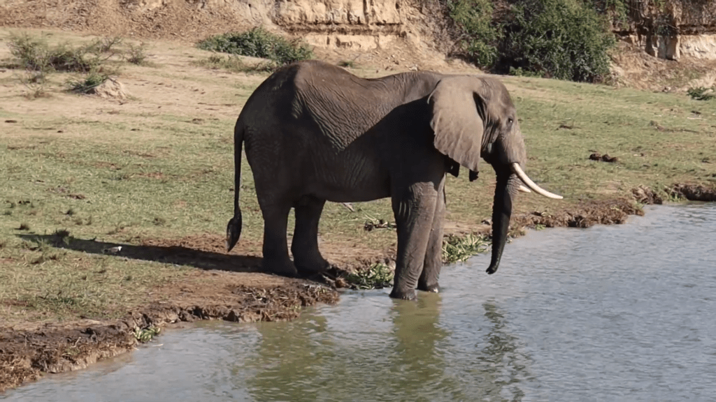 Elephant in Kazinga Channel