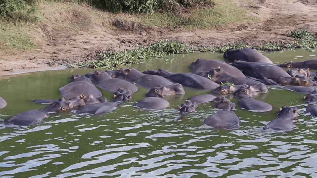 A herd of Hippos at Queen Elizabeth