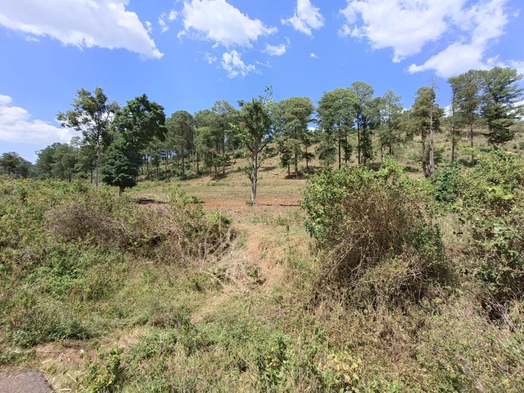 deforested area