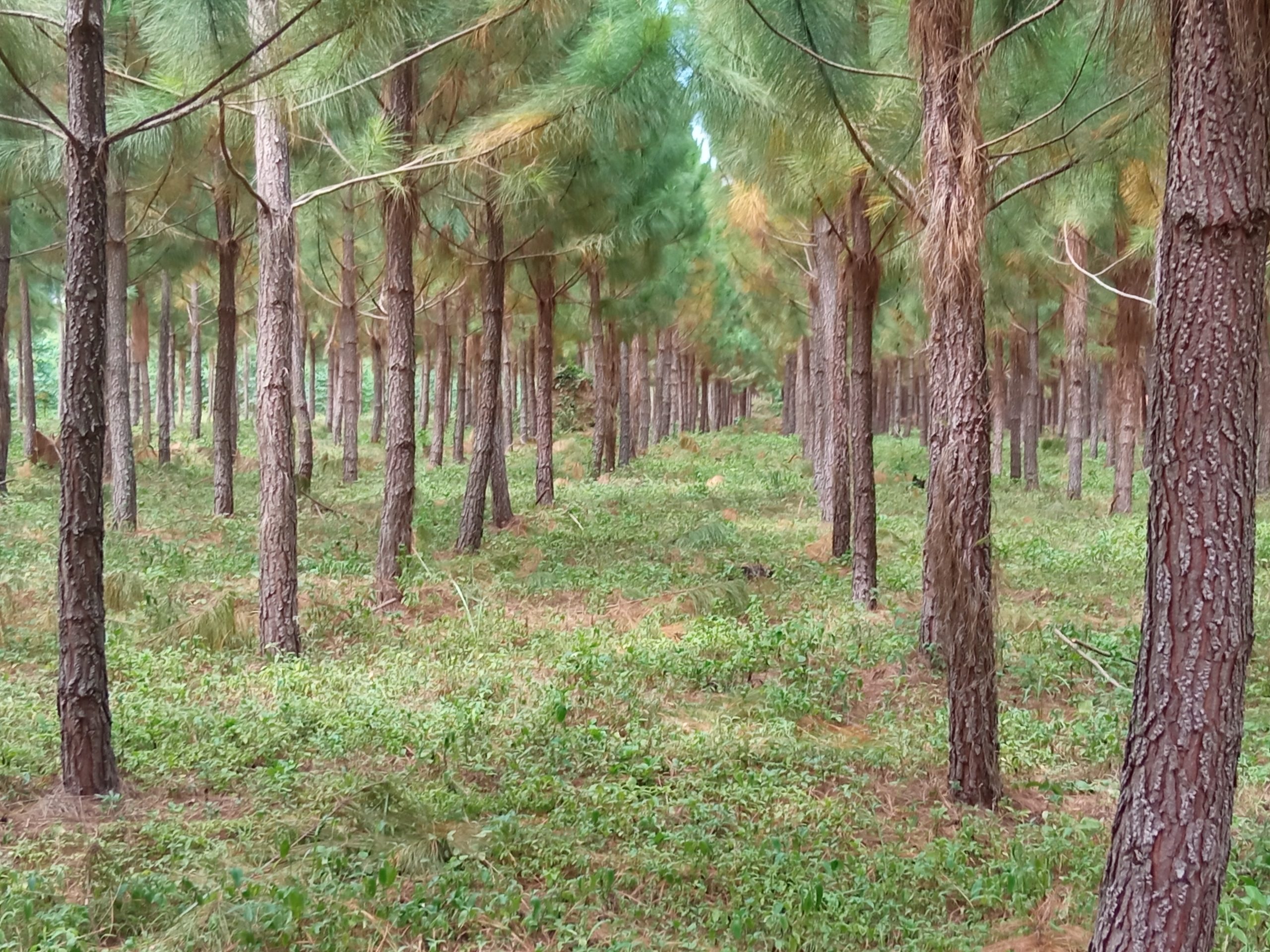 Museveni timber ban feature scaled 1