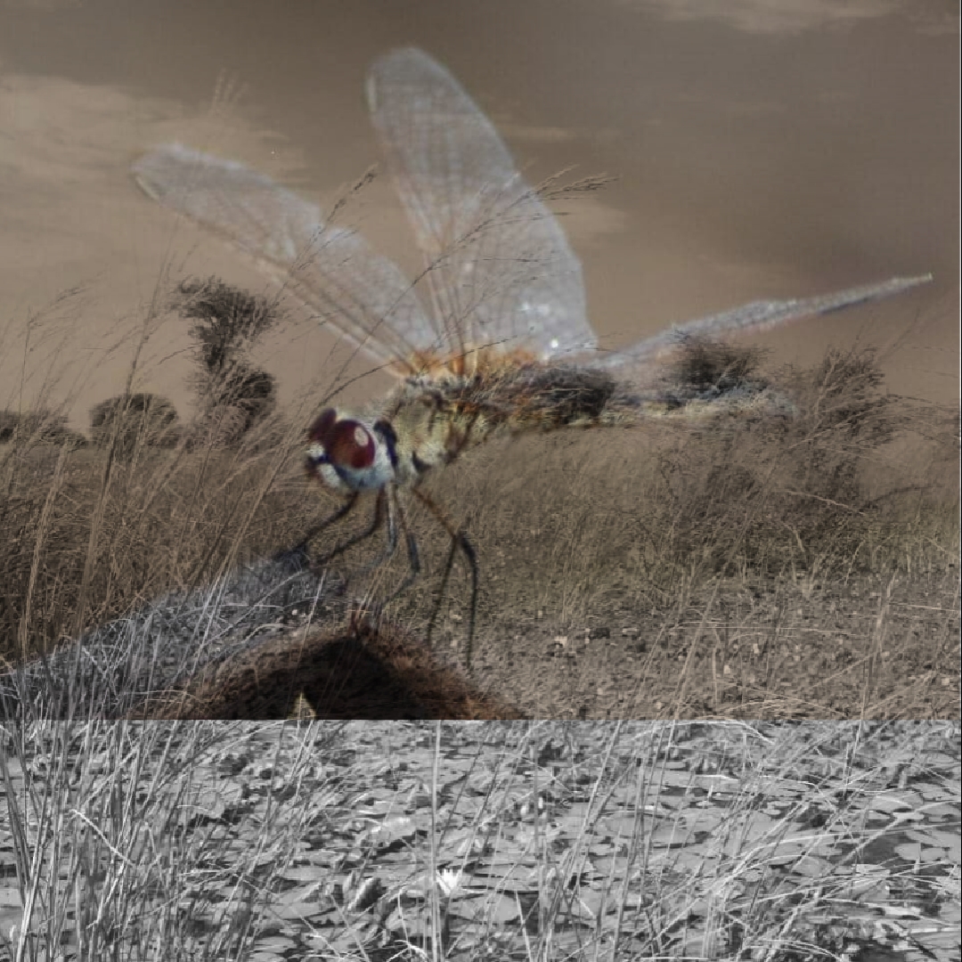 Dragon fly feature image