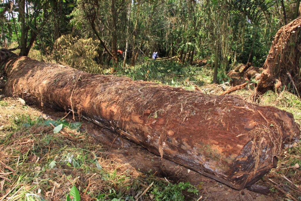 A tree cut down in Pangoy area Uganda