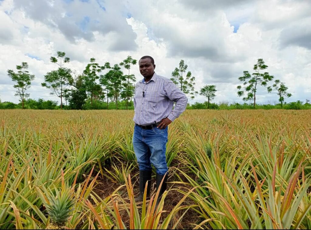 Nkubito at his pineapple farm