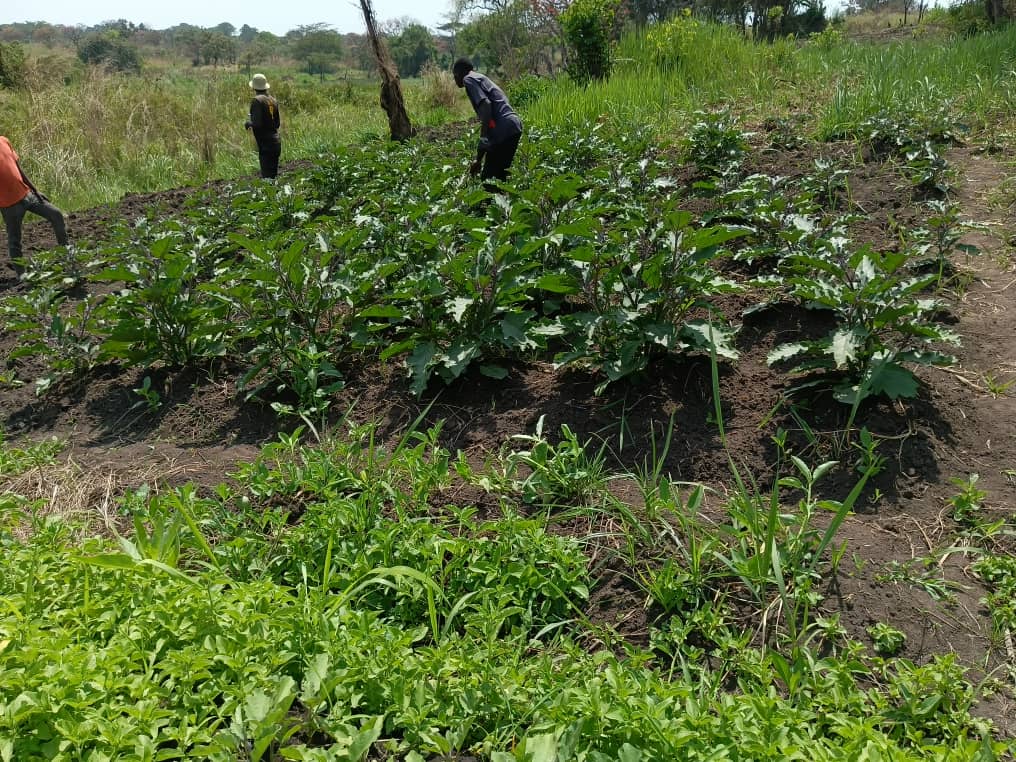 Some of the eggplants at Abalos farm