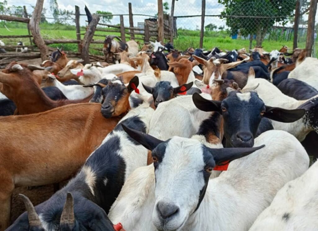 Some of the goats Nkubito is rearing at his farm in Nwoya