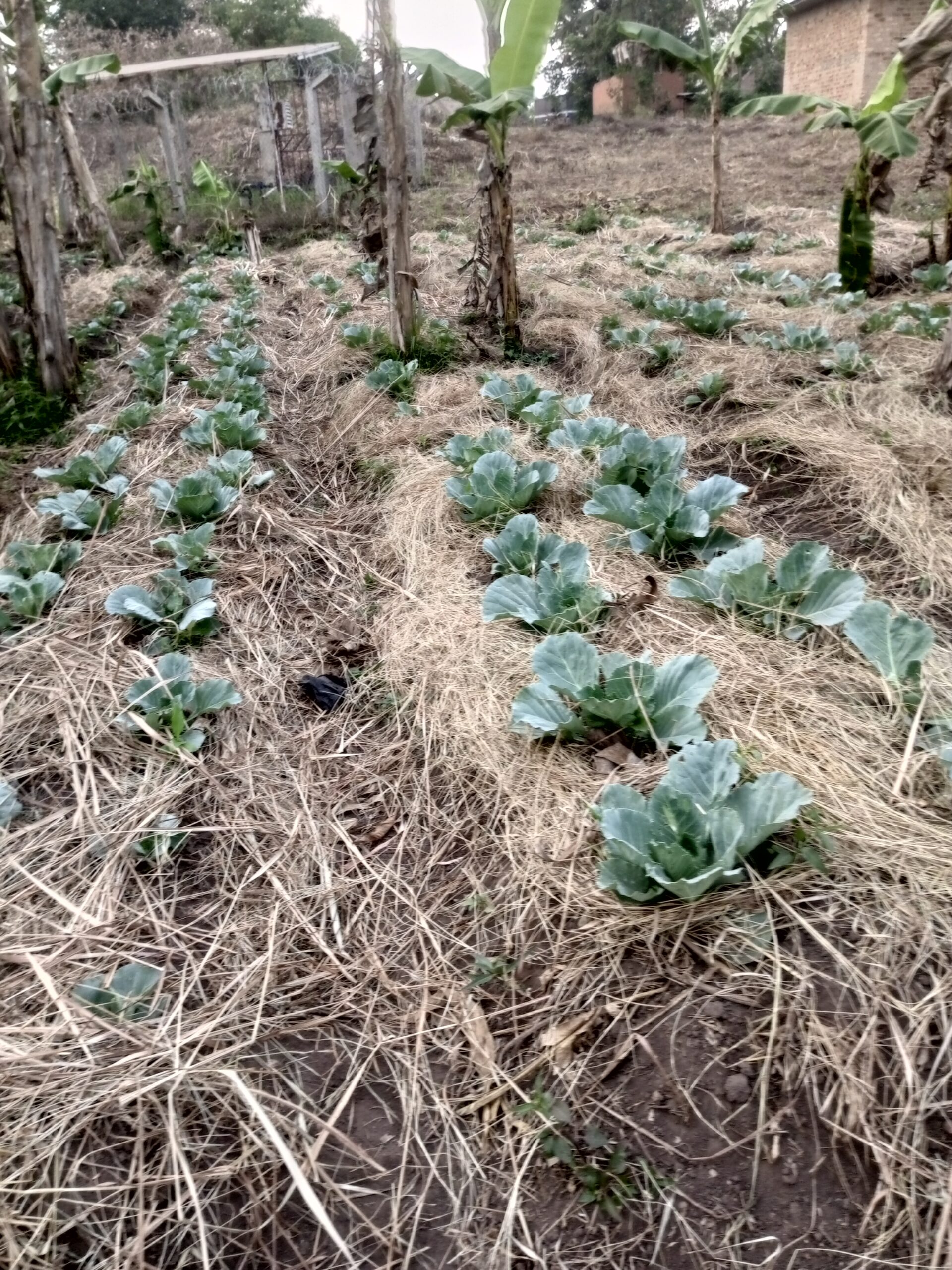 cabbage on josephine Atim scaled