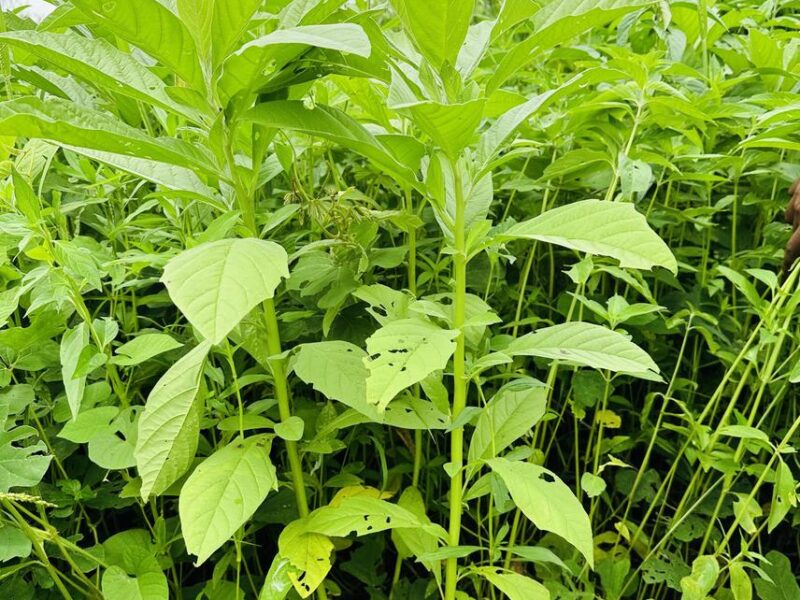 Invasive Plants Threaten Agriculture in Tanzania’s Kongwa District