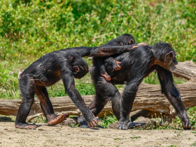 From 500 to 200: Tea Plantations Are Fueling the Decline of Kibira’s Chimpanzees