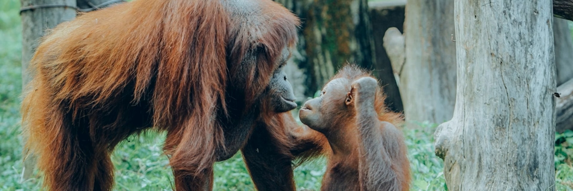 Great Apes The conversation AFRICA