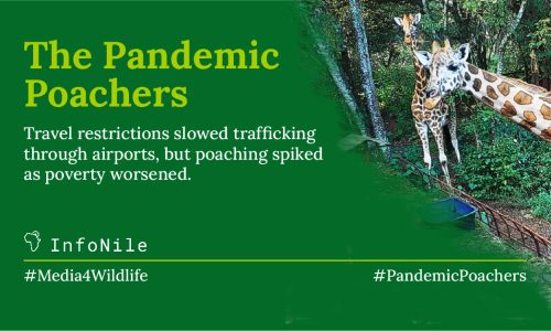 The Pandemic Poachers Header image